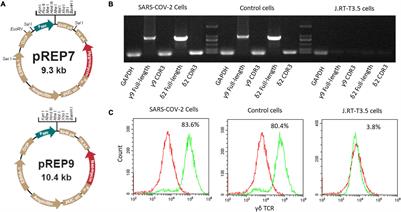 Non-structure protein ORF1ab (NSP8) in SARS-CoV-2 contains potential γδT cell epitopes